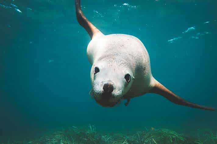 Mammal swimming in the open sea