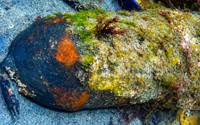 Close-up image of the unexploded 250lb American air-dropped bomb discovered in Falmouth Docks. Image credit: MOD Crown copyright